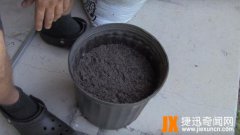 男子把西红柿片放盆中