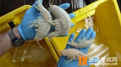 日本渔民深海打捞出这个