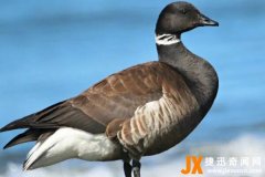 黑雁：重达1700克，飞行