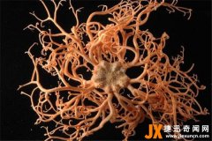 筐蛇尾是什么动物？筐蛇