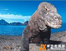 科摩多巨蜥（世界最大的