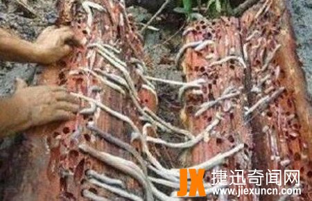 慎入！男子砍树发现异常，掰开顿时吓出了一身汗