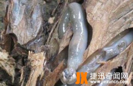 慎入！男子砍树发现异常，掰开顿时吓出了一身汗
