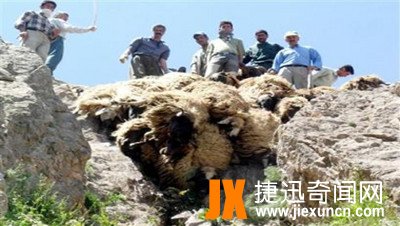 土耳其一只羊领头跳崖 上千绵羊集体自杀