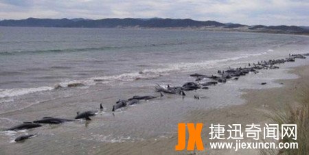 新西兰海滩上120头鲸集体死亡