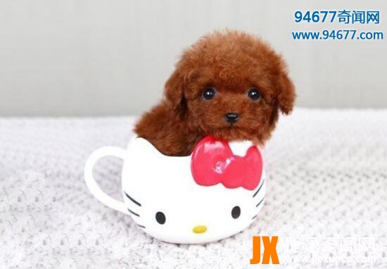 茶杯犬的寿命有多长，茶杯犬“短命”背后真相令人震惊