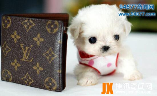 茶杯犬的寿命有多长，茶杯犬“短命”背后真相令人震惊