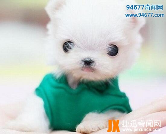 茶杯犬的寿命有多长，茶杯犬“短命”背后真相令人震惊