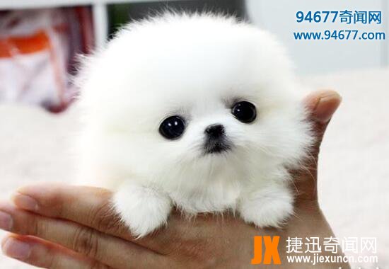 茶杯犬的寿命有多长，茶杯犬“短命”背后真相令人震惊
