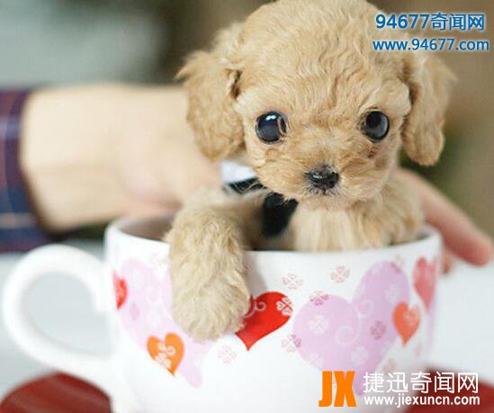 茶杯犬的寿命有多长，茶杯犬“短命”背后真相令人震惊