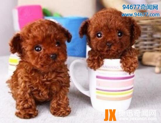茶杯犬的寿命有多长，茶杯犬“短命”背后真相令人震惊