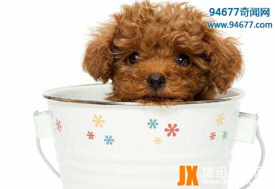 茶杯犬的寿命有多长，茶杯犬“短命”背后真相令人震惊