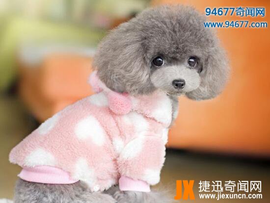 茶杯犬的寿命有多长，茶杯犬“短命”背后真相令人震惊