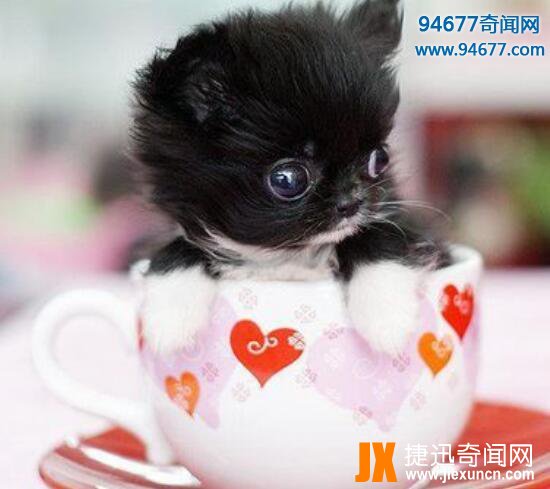 茶杯犬的寿命有多长，茶杯犬“短命”背后真相令人震惊