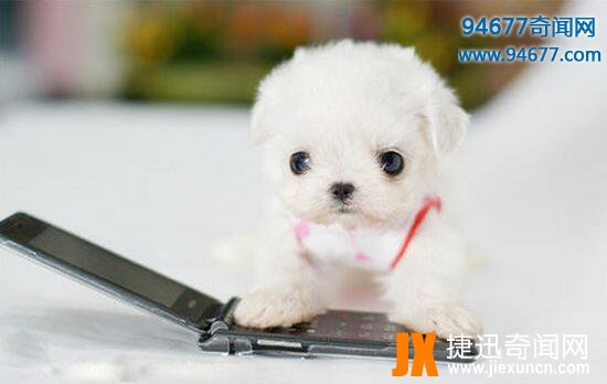 茶杯犬的寿命有多长，茶杯犬“短命”背后真相令人震惊