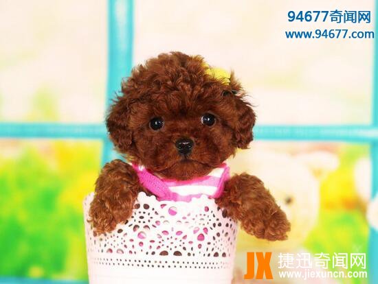 茶杯犬的寿命有多长，茶杯犬“短命”背后真相令人震惊