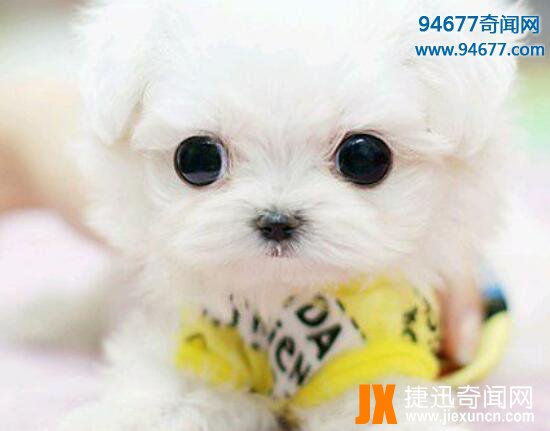 茶杯犬的寿命有多长，茶杯犬“短命”背后真相令人震惊