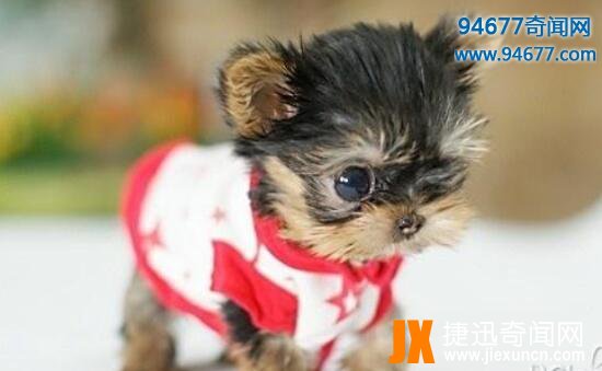 茶杯犬的寿命有多长，茶杯犬“短命”背后真相令人震惊