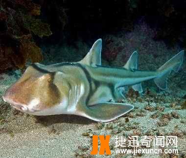澳大利亚虎鲨，拥有五个鳃边摄食边呼吸(罕见)