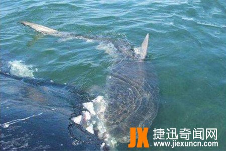澳大利亚虎鲨，拥有五个鳃边摄食边呼吸(罕见)