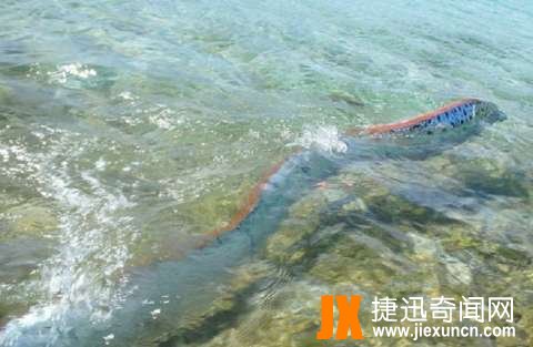 世界上最大的带鱼,百年一遇深海“白龙王”皇带鱼