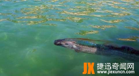 世界上最大的带鱼,百年一遇深海“白龙王”皇带鱼