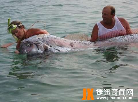 世界上最大的带鱼,百年一遇深海“白龙王”皇带鱼