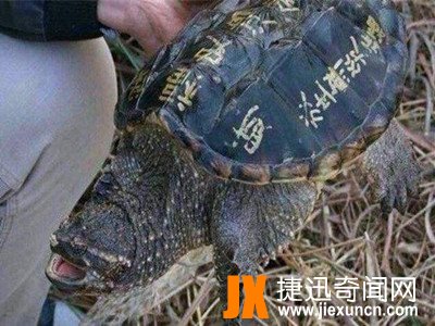 农村小伙抓到一只龟,龟壳上面神秘的字有人出价3万