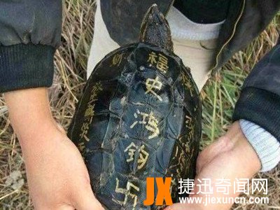 农村小伙抓到一只龟,龟壳上面神秘的字有人出价3万