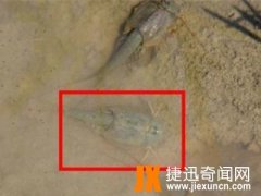 农村稻田里突现“恐龙虾