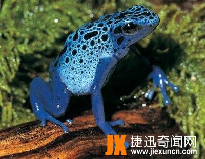 钴蓝箭毒蛙,身上的颜色也是五彩斑斓(一碰即死)