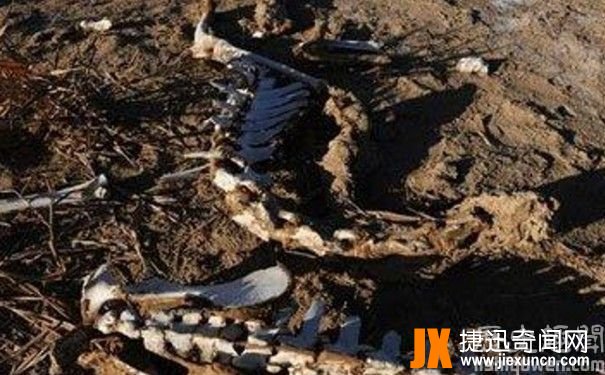 罗布泊食人蜥蜴