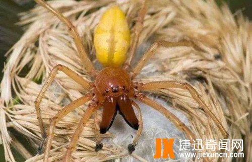 黄囊蜘蛛 www.jiexuncn.com