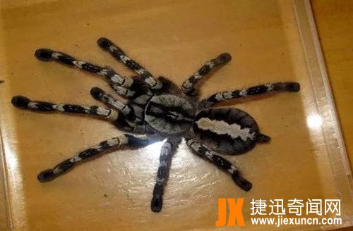 印度捕鸟蛛 www.jiexuncn.com