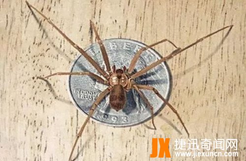 隐居褐蛛  www.jiexuncn.com