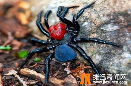 澳大利亚鼠蛛 www.jiexuncn.com