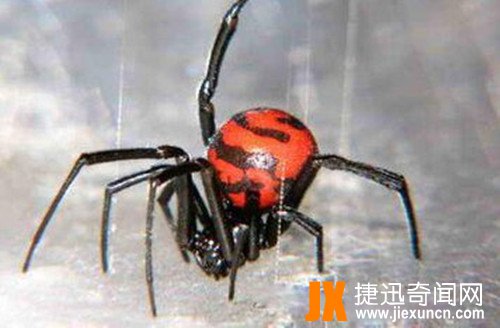 黑寡妇  www.jiexuncn.com