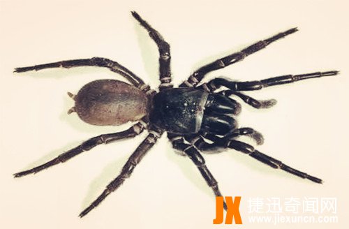 漏斗网蜘蛛  www.jiexuncn.com