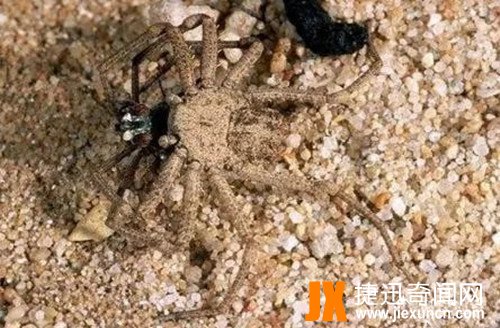 六眼沙蛛 www.jiexuncn.com