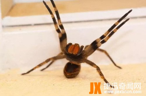 巴西漫游蜘蛛  www.jiexuncn.com
