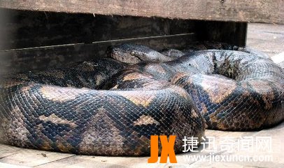 蛇的寿命有多长,世界上寿命最长的蛇（20万岁）