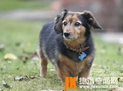 世界上寿命最长的狗:30岁,相当人类203岁