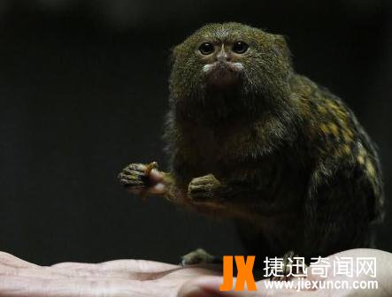 世界上最小的猴子 侏儒狨！ 第2张图片