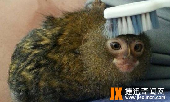 世界上最小的猴子 侏儒狨！ 第4张图片