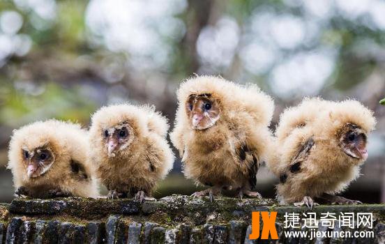 村民上山采茶籽捡猴面鹰 属国家二级保护野生动物 第1张图片