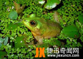 不合理蛙的生长过程