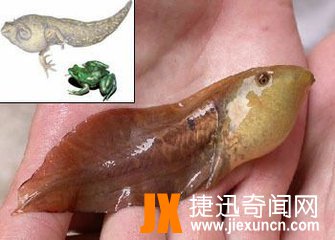 不合理蛙资料