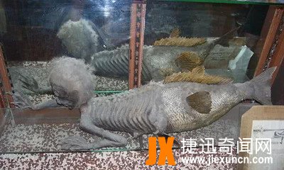 斐济美人鱼   www.jiexuncn.com