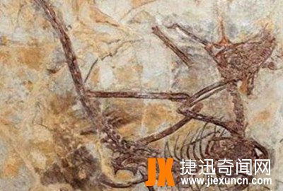 辽宁古盗龙   www.jiexuncn.com