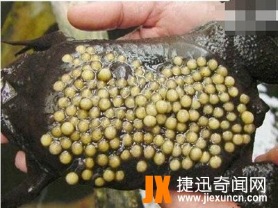 最恶心的动物琵琶蟾蜍
